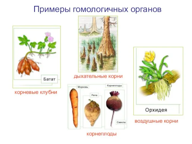 Примеры гомологичных органов корневые клубни дыхательные корни воздушные корни корнеплоды