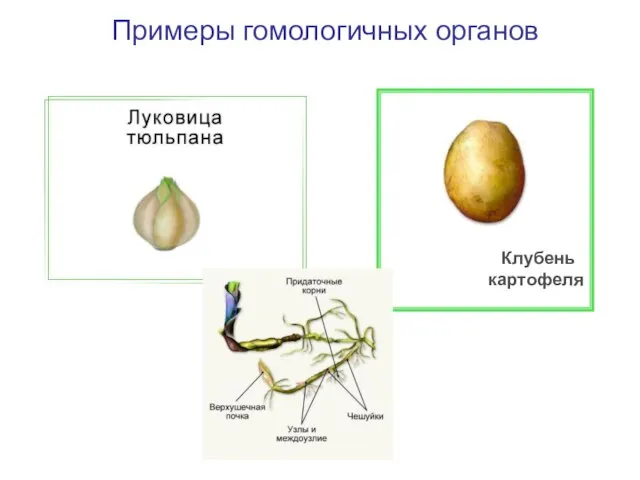 Примеры гомологичных органов Клубень картофеля