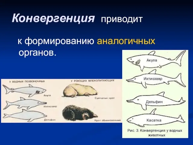 Конвергенция приводит к формированию аналогичных органов.