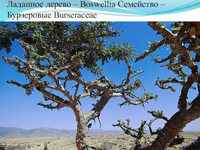 Ладанное дерево – Boswellia Семейство – Бурзеровые Burseraceae