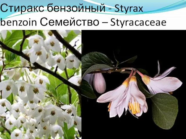 Стиракс бензойный - Styrax benzoin Семейство – Styracaceae