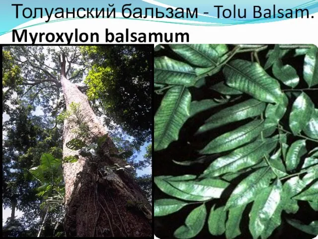 Толуанский бальзам - Tolu Balsam. Myroxylon balsamum