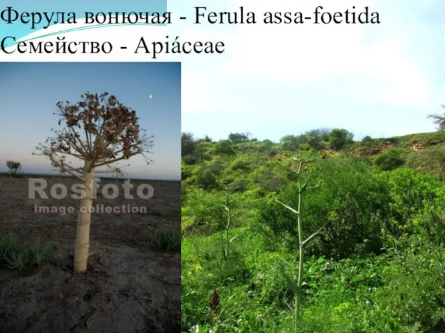 Ферула вонючая - Ferula assa-foetida Семейство - Apiáceae