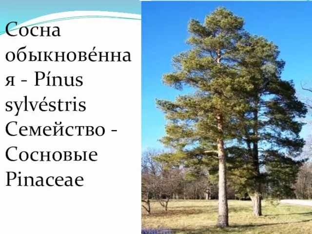 Сосна обыкнове́нная - Pínus sylvéstris Семейство -Сосновые Pinaceae