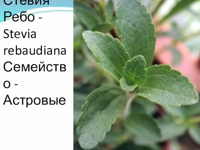 Стевия Ребо - Stevia rebaudiana Семейство -Астровые