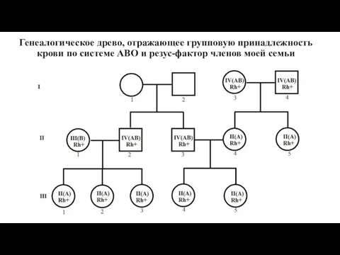 Генеалогическое древо, отражающее групповую принадлежность крови по системе АВО и резус-фактор членов моей семьи