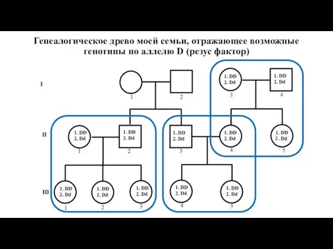 Генеалогическое древо моей семьи, отражающее возможные генотипы по аллелю D (резус фактор)