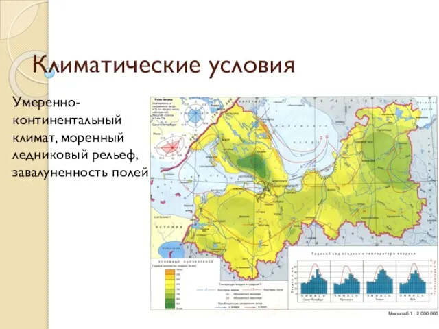 Климатические условия Умеренно- континентальный климат, моренный ледниковый рельеф, завалуненность полей.