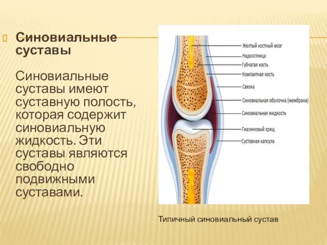 Синовиальные суставы Синовиальные суставы имеют суставную полость, которая содержит синовиальную жидкость.