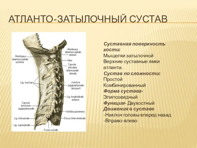 АТЛАНТО-ЗАТЫЛОЧНЫЙ СУСТАВ Суставная поверхность кости: Мыщелки затылочной Верхние суставные ямки атланта.