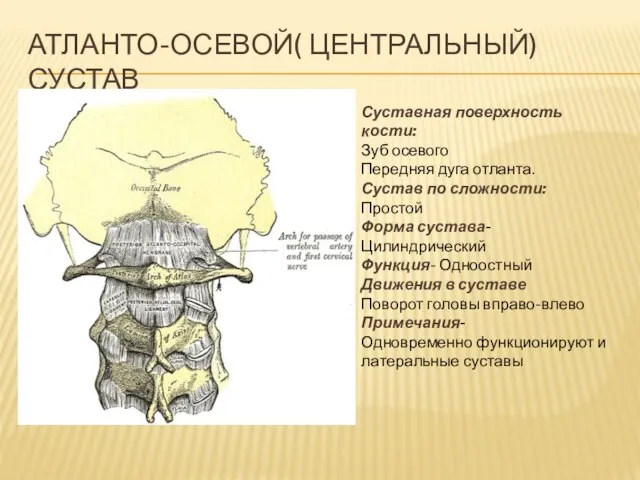 АТЛАНТО-ОСЕВОЙ( ЦЕНТРАЛЬНЫЙ) СУСТАВ Суставная поверхность кости: Зуб осевого Передняя дуга отланта.