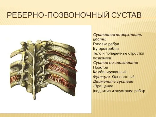 РЕБЕРНО-ПОЗВОНОЧНЫЙ СУСТАВ Суставная поверхность кости: Головка ребра Бугорок ребра Тело и