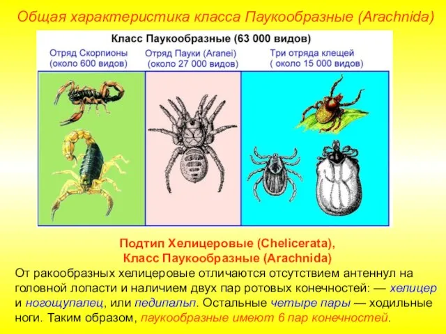 Общая характеристика класса Паукообразные (Arachnida) Подтип Хелицеровые (Chelicerata), Класс Паукообразные (Arachnida)