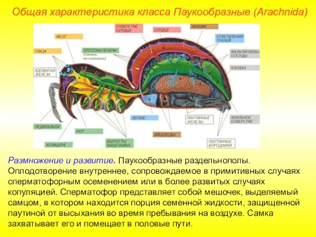 Общая характеристика класса Паукообразные (Arachnida) Размножение и развитие. Паукообразные раздельнополы. Оплодотворение