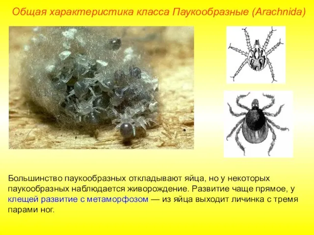 Общая характеристика класса Паукообразные (Arachnida) Большинство паукообразных откладывают яйца, но у