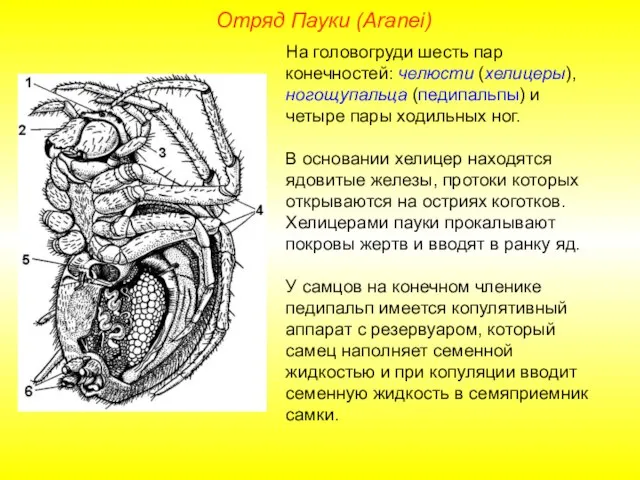 Отряд Пауки (Aranei) На головогруди шесть пар конечностей: челюсти (хелицеры), ногощупальца