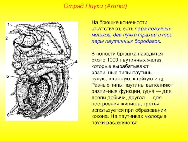 Отряд Пауки (Aranei) На брюшке конечности отсутствуют, есть пара легочных мешков,