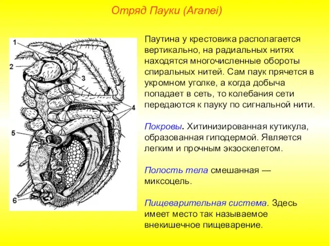 Отряд Пауки (Aranei) Паутина у крестовика располагается вертикально, на радиальных нитях