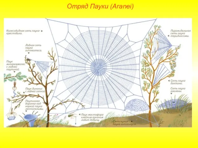 Отряд Пауки (Aranei)