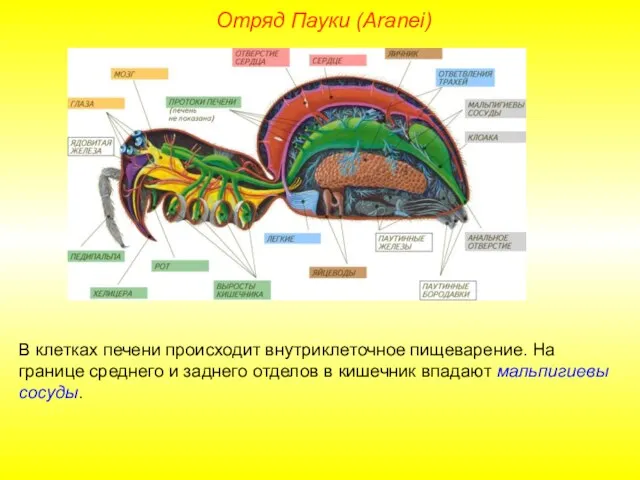 Отряд Пауки (Aranei) В клетках печени происходит внутриклеточное пищеварение. На границе