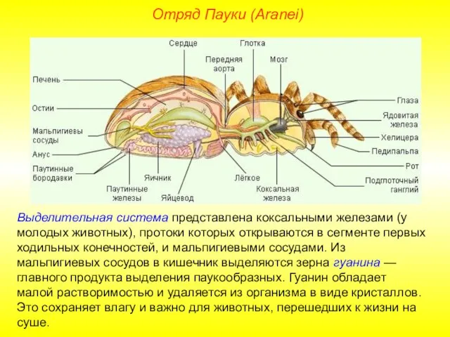 Отряд Пауки (Aranei) Выделительная система представлена коксальными железами (у молодых животных),