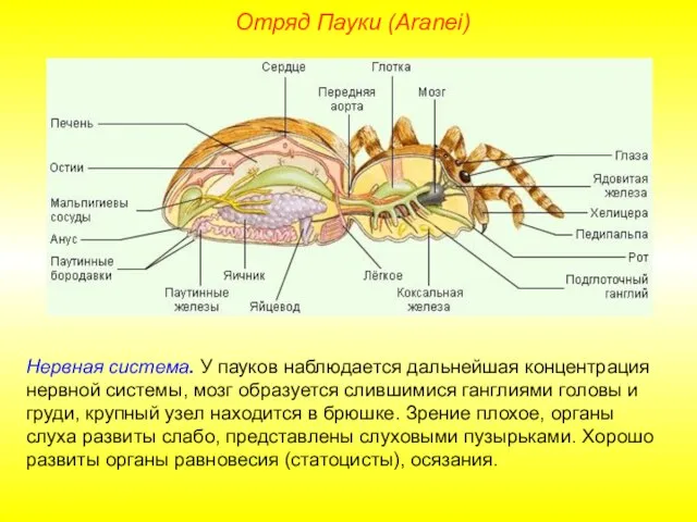 Отряд Пауки (Aranei) Нервная система. У пауков наблюдается дальнейшая концентрация нервной