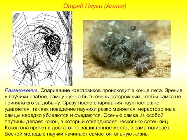 Отряд Пауки (Aranei) Размножение. Спаривание крестовиков происходит в конце лета. Зрение