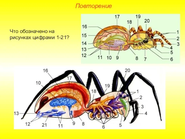 Что обозначено на рисунках цифрами 1-21? Повторение