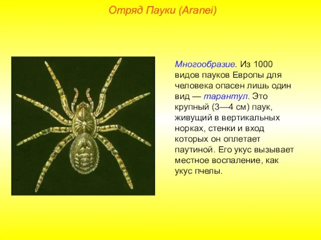 Отряд Пауки (Aranei) Многообразие. Из 1000 видов пауков Европы для человека