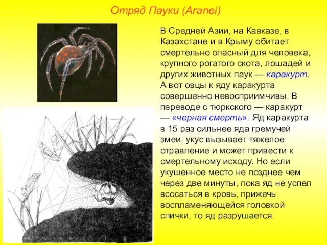 Отряд Пауки (Aranei) В Средней Азии, на Кавказе, в Казахстане и