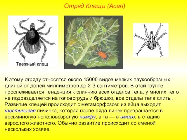 Отряд Клещи (Acari) К этому отряду относятся около 15000 видов мелких