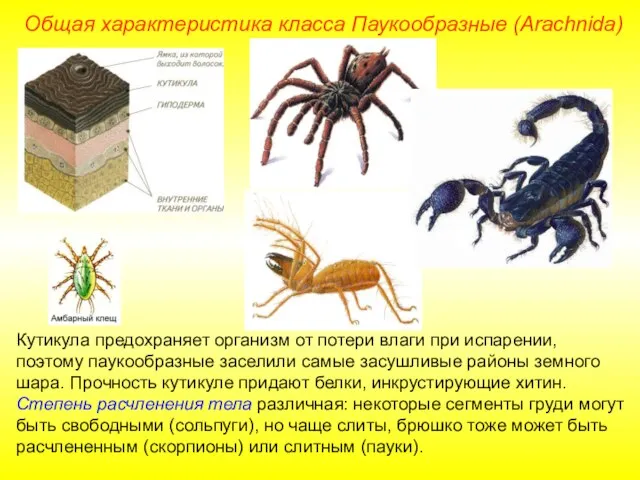 Общая характеристика класса Паукообразные (Arachnida) Кутикула предохраняет организм от потери влаги