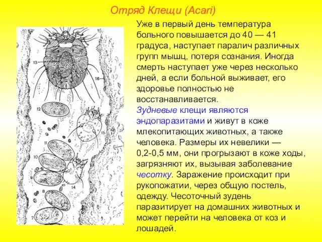 Отряд Клещи (Acari) Уже в первый день температура больного повышается до