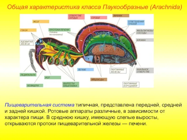 Общая характеристика класса Паукообразные (Arachnida) Пищеварительная система типичная, представлена передней, средней