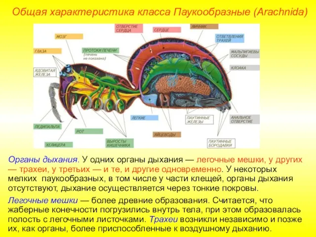 Общая характеристика класса Паукообразные (Arachnida) Органы дыхания. У одних органы дыхания