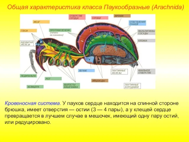 Общая характеристика класса Паукообразные (Arachnida) Кровеносная система. У пауков сердце находится