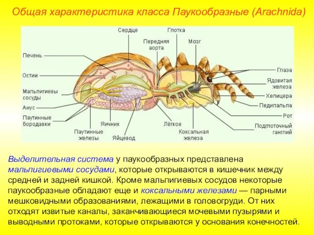 Общая характеристика класса Паукообразные (Arachnida) Выделительная система у паукообразных представлена мальпигиевыми