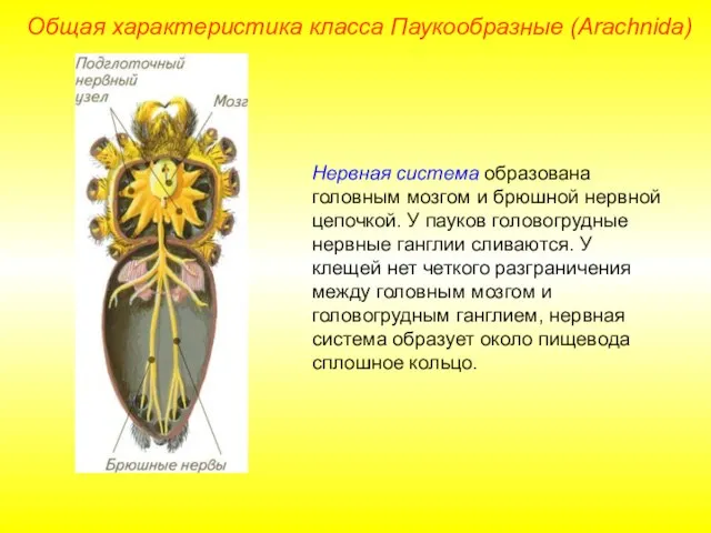 Общая характеристика класса Паукообразные (Arachnida) Нервная система образована головным мозгом и