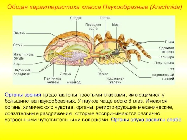 Общая характеристика класса Паукообразные (Arachnida) Органы зрения представлены простыми глазками, имеющимися