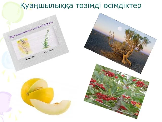 Қуаңшылыққа төзімді өсімдіктер