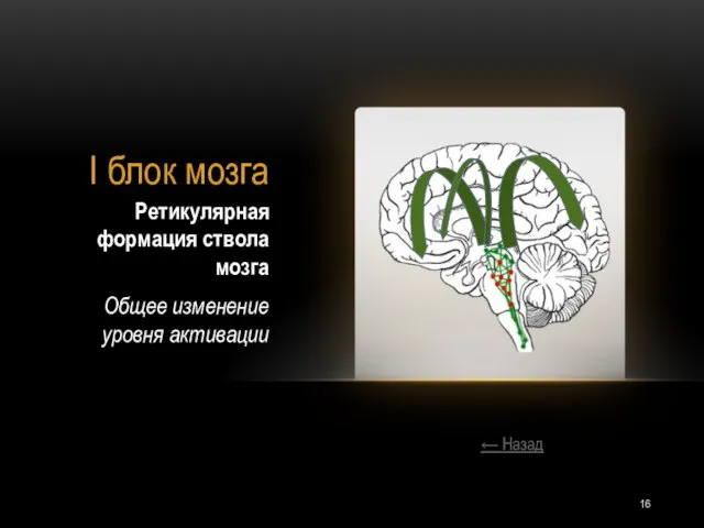 I блок мозга Ретикулярная формация ствола мозга Общее изменение уровня активации ← Назад