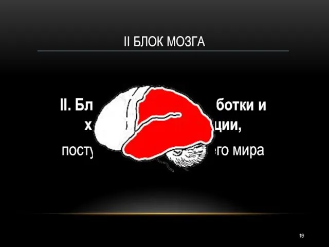 II. Блок приёма, переработки и хранения информации, поступающей из внешнего мира II БЛОК МОЗГА