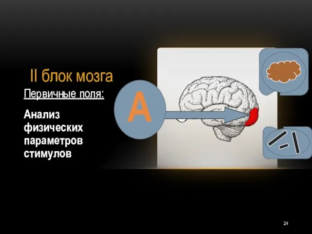 II блок мозга Первичные поля: Анализ физических параметров стимулов А