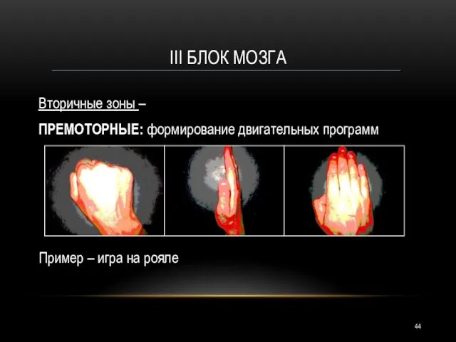 III БЛОК МОЗГА Вторичные зоны – ПРЕМОТОРНЫЕ: формирование двигательных программ Пример – игра на рояле