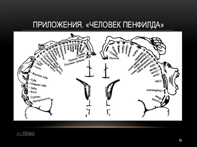 ← Назад ПРИЛОЖЕНИЯ. «ЧЕЛОВЕК ПЕНФИЛДА»