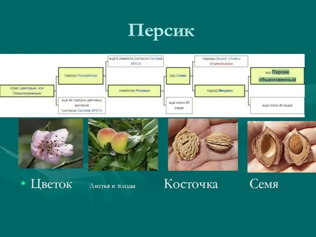 Персик Цветок Листья и плоды Косточка Семя