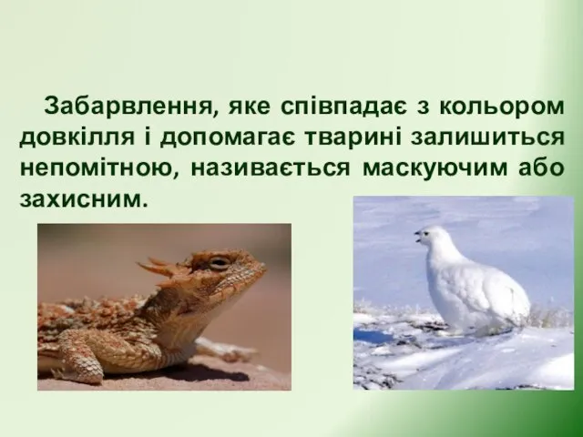 Захисне забарвлення Забарвлення, яке співпадає з кольором довкілля і допомагає тварині