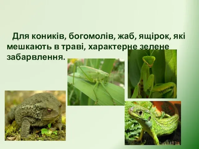 Захисне забарвлення Для коників, богомолів, жаб, ящірок, які мешкають в траві, характерне зелене забарвлення.
