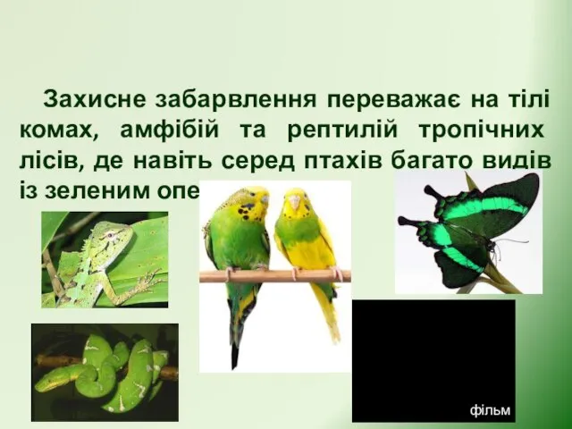 Захисне забарвлення Захисне забарвлення переважає на тілі комах, амфібій та рептилій