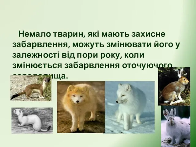 Немало тварин, які мають захисне забарвлення, можуть змінювати його у залежності